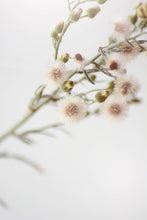 Load image into Gallery viewer, BOTANICA