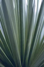 Load image into Gallery viewer, GREEN LIGHT