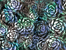 Load image into Gallery viewer, SUCULENTAS
